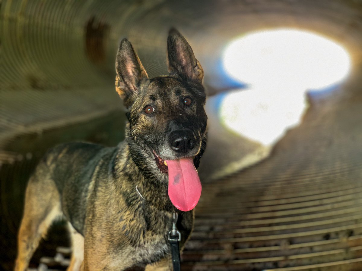 Public Safety TPS (@tpssafety) on Twitter photo This is Dino. He is trained to find missing people. He is also a member of Toronto’s HUSAR (Heavy Urban Search & Rescue) team where he works with his partner <a href="/AL7939/">Adam Landry</a> <a href="/TPSK9/">Toronto Police K9</a> #husar This is Dino. He is trained to find missing people. He is also a member of Toronto’s HUSAR (Heavy Urban Search & Rescue) team where he works with his partner <a href="/AL7939/">Adam Landry</a> <a href="/TPSK9/">Toronto Police K9</a> #husar