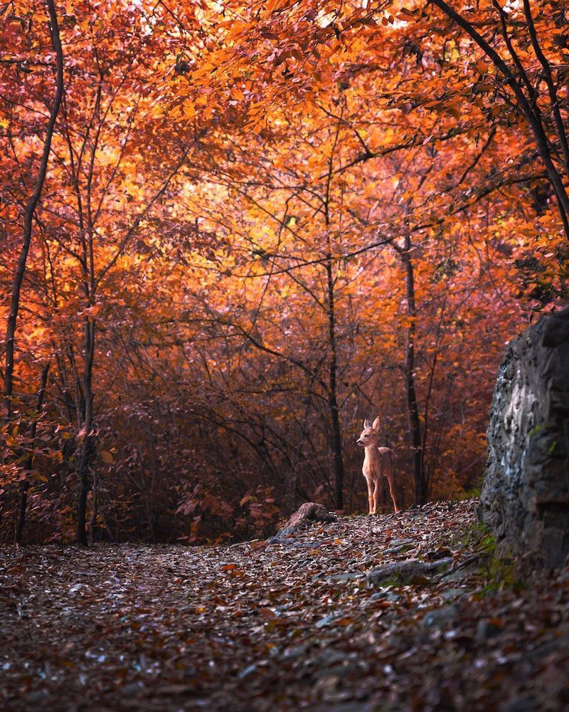 ImagesWithStories tweet media