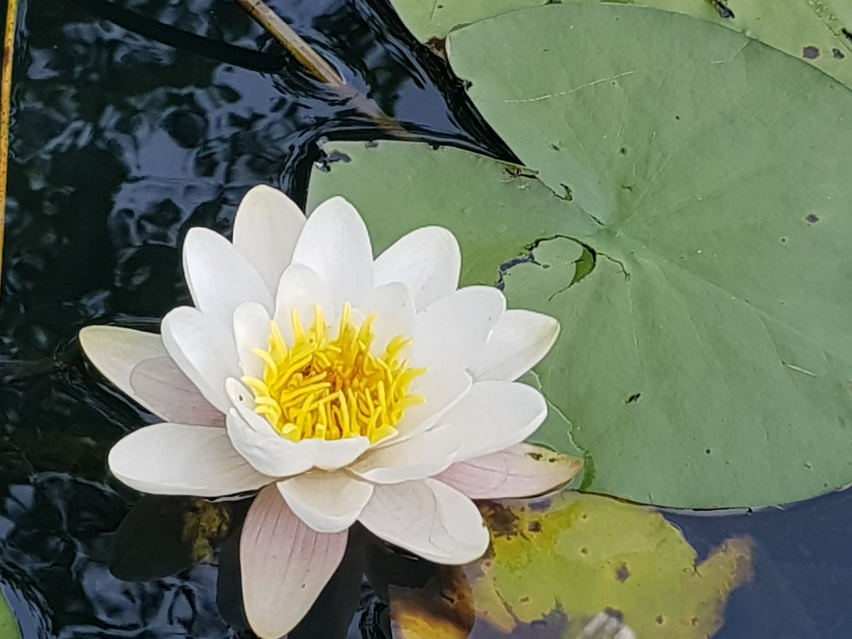 blonde_on_bikes's tweet photo. Lovely stroll round Bowden Loch and Eildon paths after running an errand at the BGH.
#Melrosepaths #bowdenloch #elidonhills #eildonpaths #waterlilly #scottishborders https://t.co/nrB5smxbOf