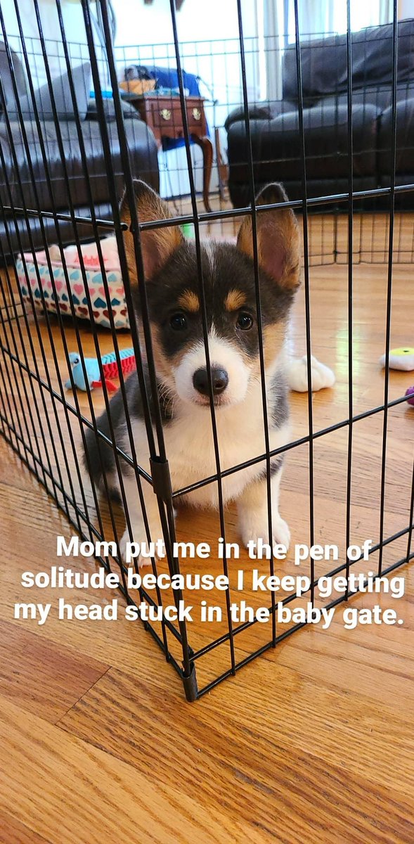 Cora 💙 tweet media