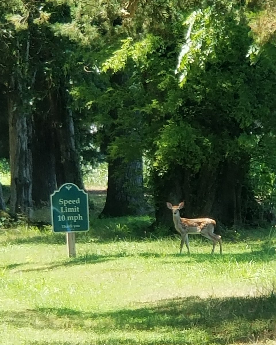 Our newest baby fawn. He or she stands about 2 to 3 feet tall... Can I get an "awwwww"?

#toocute