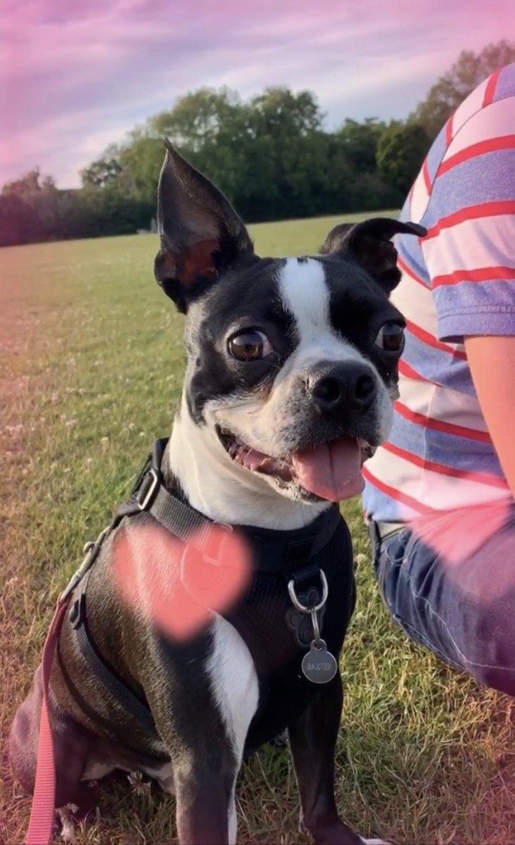 pinkwitch30's tweet photo. @bterrierdogs This is Baxter, he’s two and from the UK https://t.co/Iw8AzpH5l6