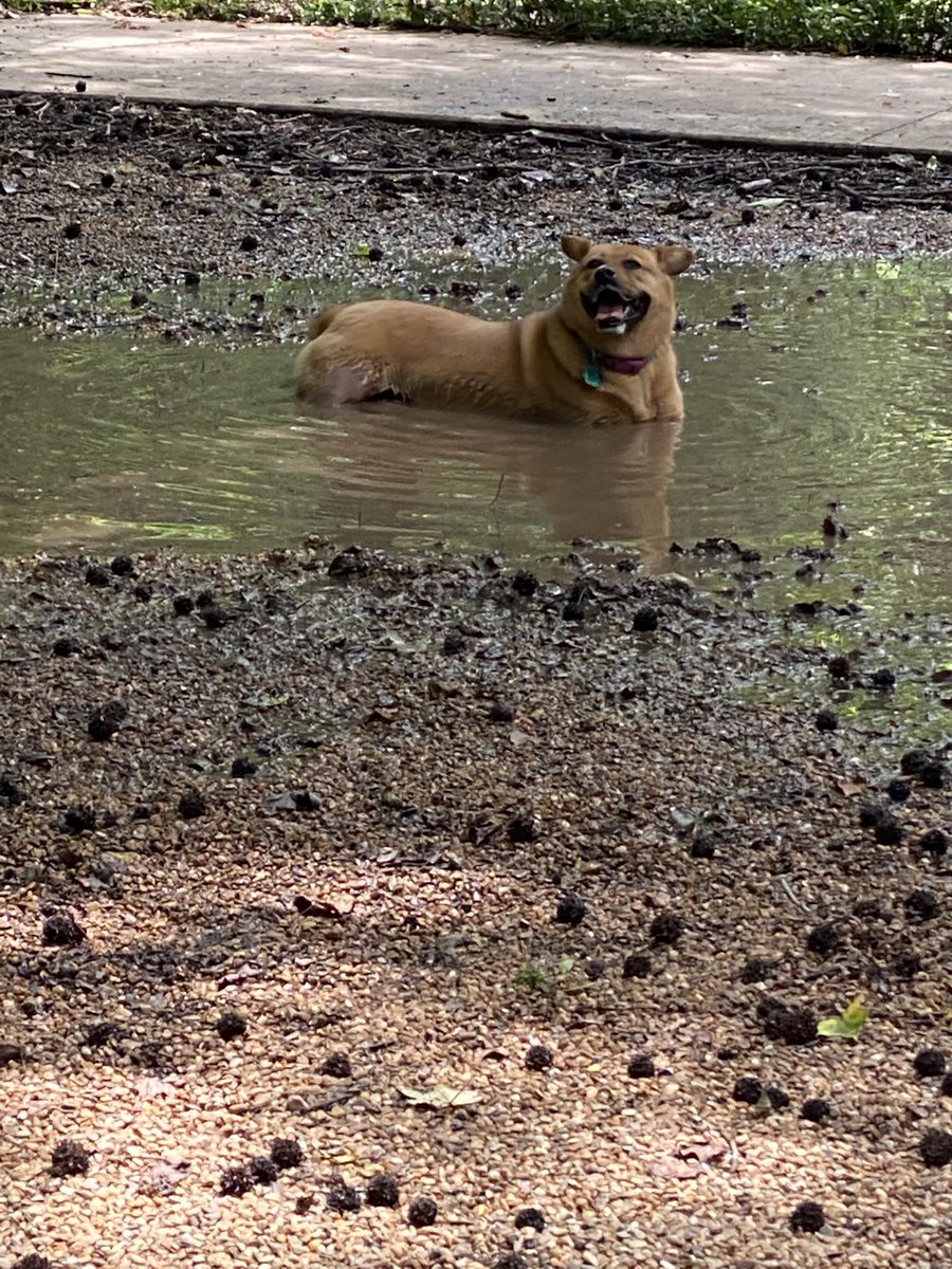 AmbersTheColor's tweet photo. unsure if any animal is happier than my dog laying in the mud after I yell at her not to 🙃 https://t.co/QgSP5h92Aq