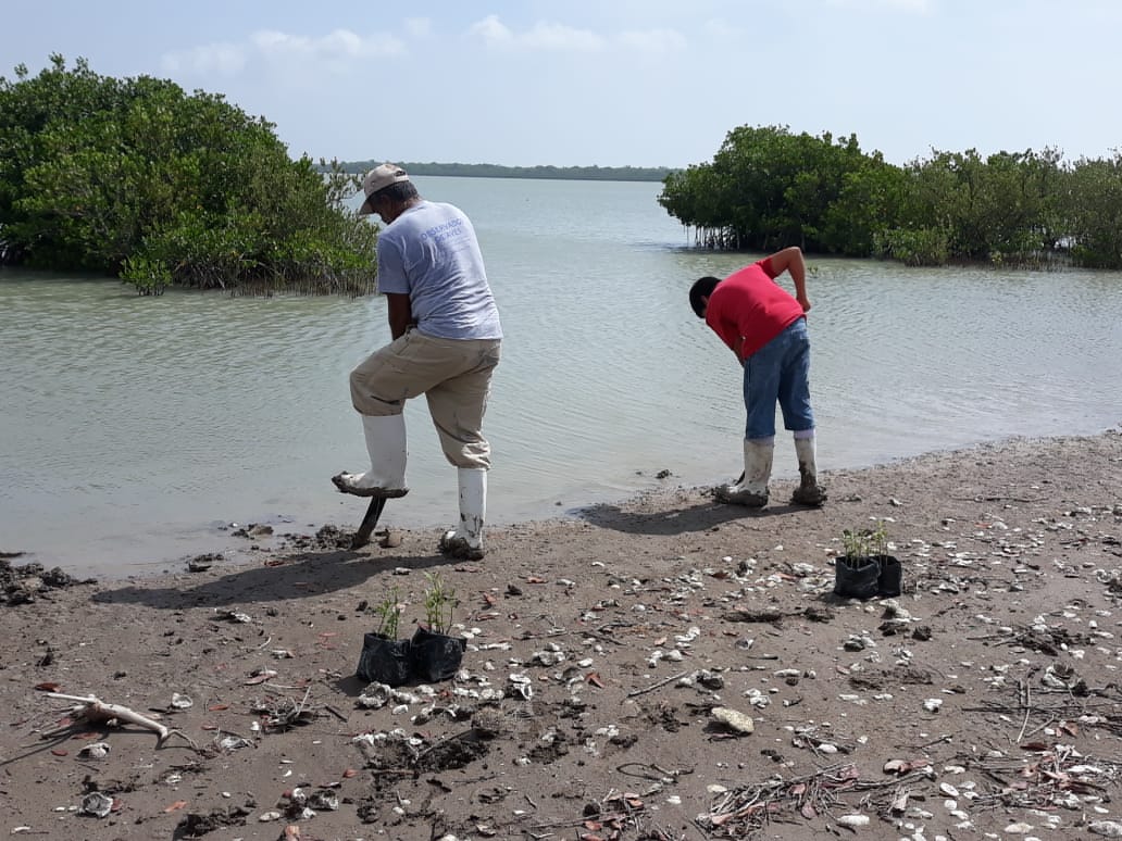 SedumaTam's tweet photo. #LaPesca #SLM Unen esfuerzos el @gobtam a través de la #SEDUMA, la #UTMART, Pronatura Noreste y voluntarios del Poblado La Pesca, para reforestar con mil 800 plántulas de mangle negro en la Laguna Almagre, dentro de la Laguna Madre y Delta del Río Bravo. #YoSoySEDUMA #SomosTam https://t.co/RlKhqeWYVh