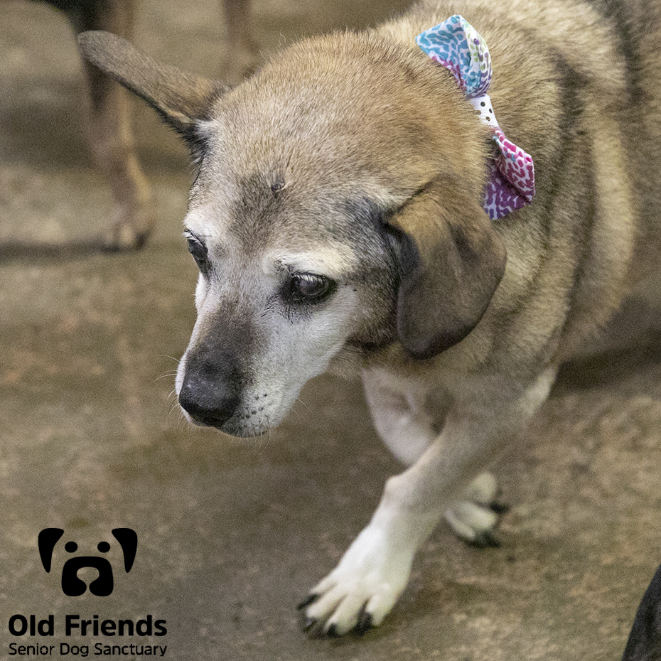 oldfriendssds's tweet photo. Prissy is dressed and ready for the weekend!
#ofsds #ofsdsprissy #seniordogs https://t.co/097iOp0WyF