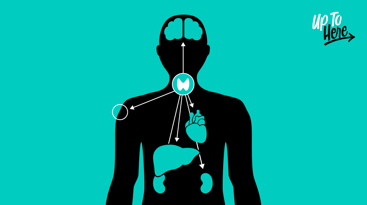 TheAACE's tweet photo. #DYK that your #thyroid influences the function of many of the body's most important organs? Learn more about the thyroid, including common signs and risk factors of thyroid disease: https://t.co/iu0YWwHSAc #UpToHere #Endocrinology https://t.co/bzsVETh33s