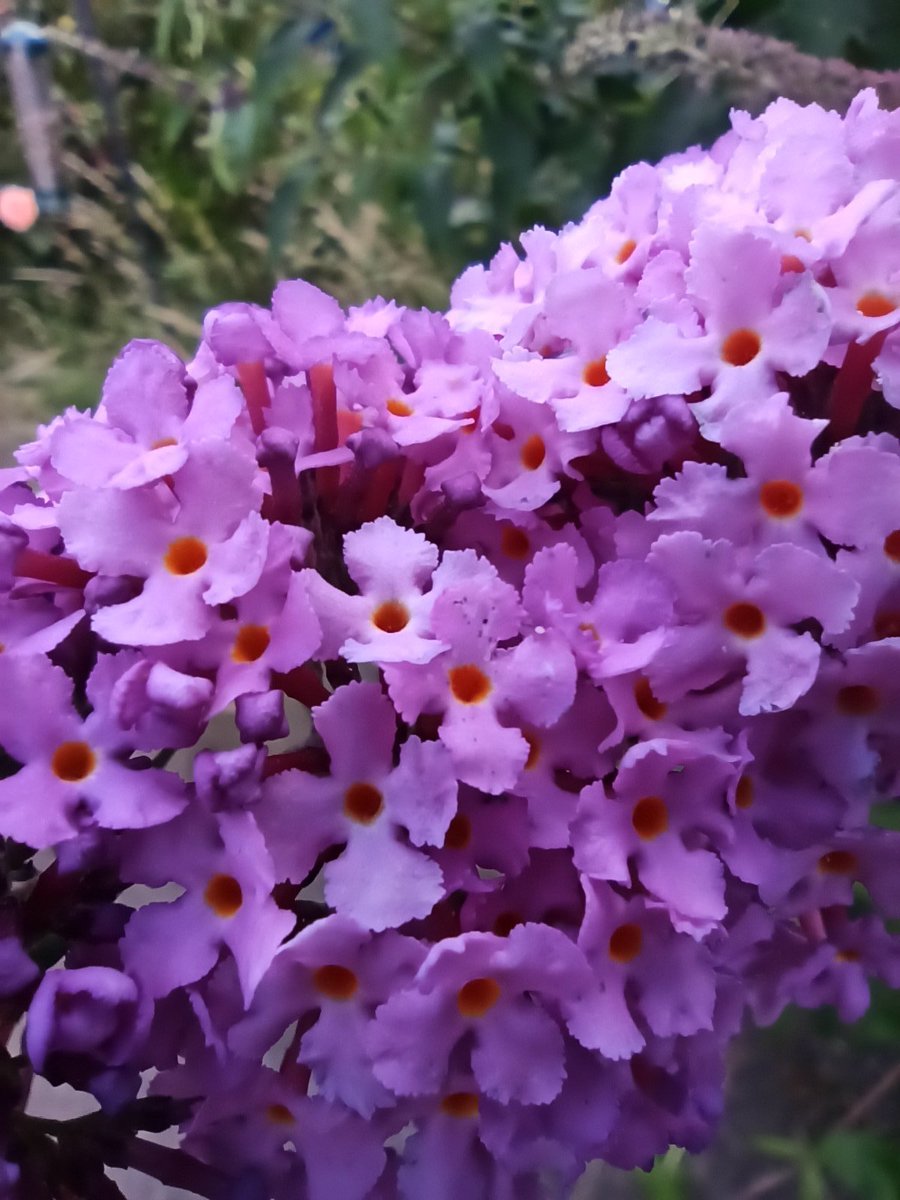 hjhancock1's tweet photo. Day 30 #30dayswild appreciating my beautiful buddleia. So many butterflies today, not one photo!!🤣🦋fabulous scent #Wildlifetrust #buddleia #butterflybush #butterflies🦋 #doingitallagain #365dayswild #natureitswhatido #naturetherapy🌿 #randomactsofwildness #helpswithlockdown https://t.co/zPAvSQ4755