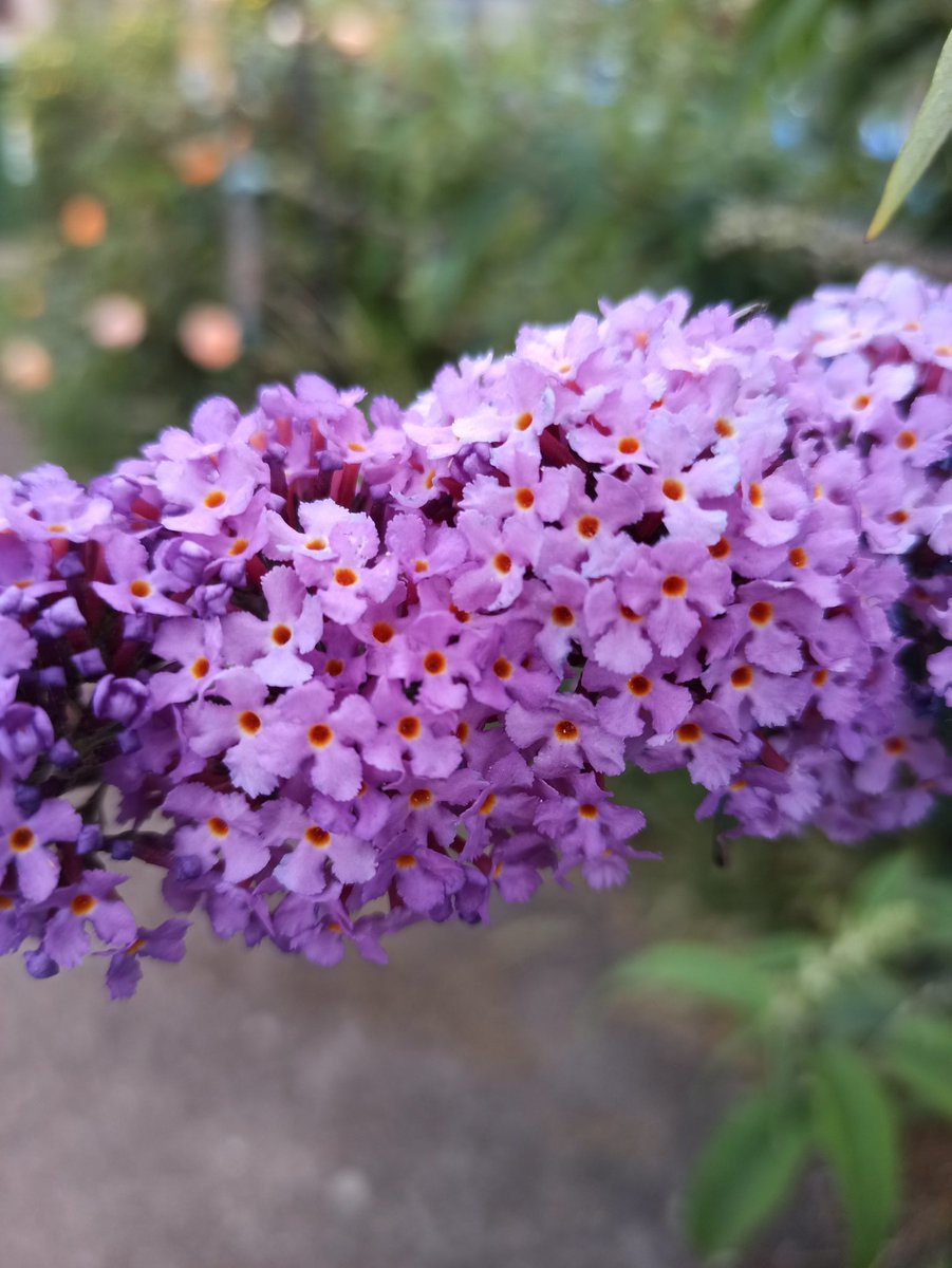 hjhancock1's tweet photo. Day 30 #30dayswild appreciating my beautiful buddleia. So many butterflies today, not one photo!!🤣🦋fabulous scent #Wildlifetrust #buddleia #butterflybush #butterflies🦋 #doingitallagain #365dayswild #natureitswhatido #naturetherapy🌿 #randomactsofwildness #helpswithlockdown https://t.co/zPAvSQ4755