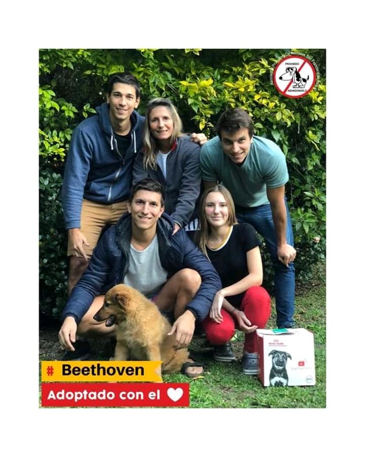 Beethoven adoptado con el❤
Nuestro pequeño Beethoven,ahora Ramón fue adoptado por esta hermosa familia en cuarentena!
Feli se comunico con el equipo de adopciones con las ganas de sumar a un integrante y cuando lo vieron se enamoraron!
Ramón es super feliz y mimado!
Gracias flia https://t.co/GGfUm9pHKq