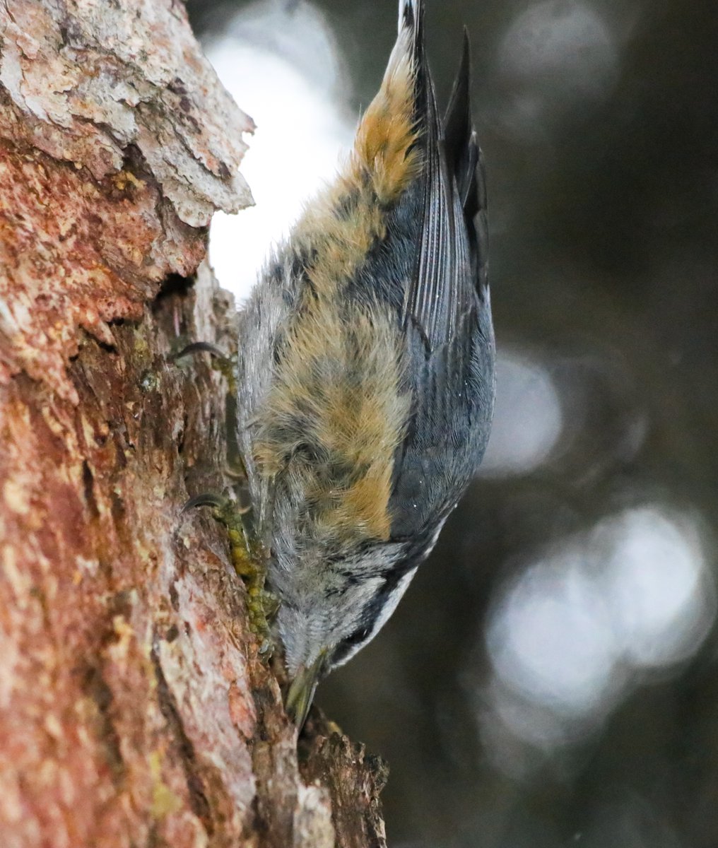 Singing in the rain with the #RedBreastedNuthatch fledglings today. #BirdsAreBeautiful