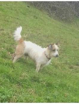 MissingPetsGB's tweet photo. 🐕 SHARES URGENTLY NEEDED FOR BRIAN
#missing from Broadstone #Catbrook #NP16 #Wales on 28 June 2020
#JackRussellTerrier small with a shaggy coat
If you have any information please get in touch with Brian's owners on 01600 860867 or 07887 474409
https://t.co/rC8H8tKLUb https://t.co/JeuNLthski