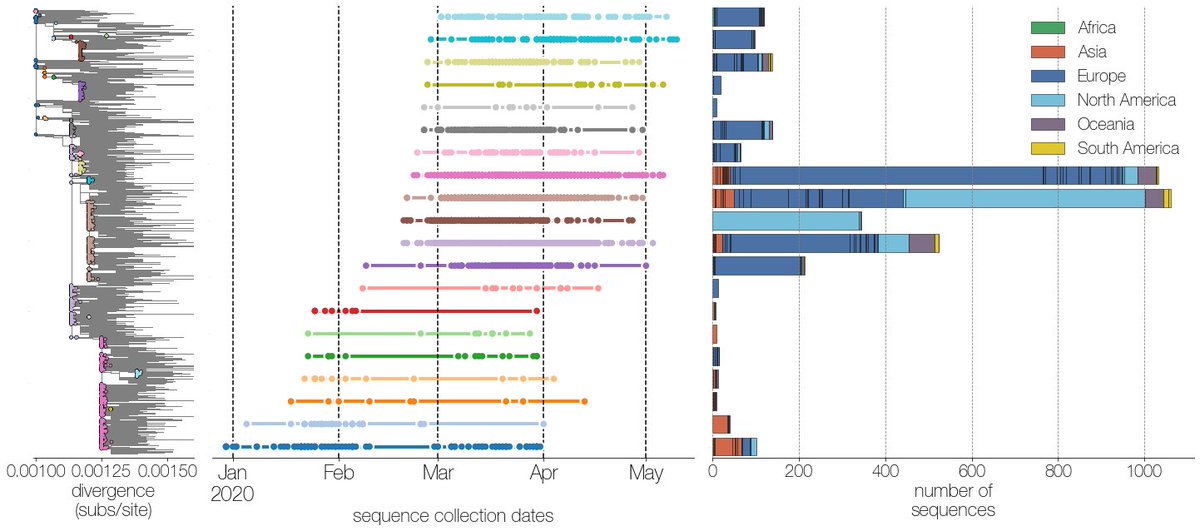 The original Wuhan-Hu-1 genotype has been seen in CA and Singapore as late as March, and this isn’t just reference bias.  @evogytis identified at least 10 of these “giant genotypes”, which are present on multiple continents, in many countries, and persist for months. 6/13