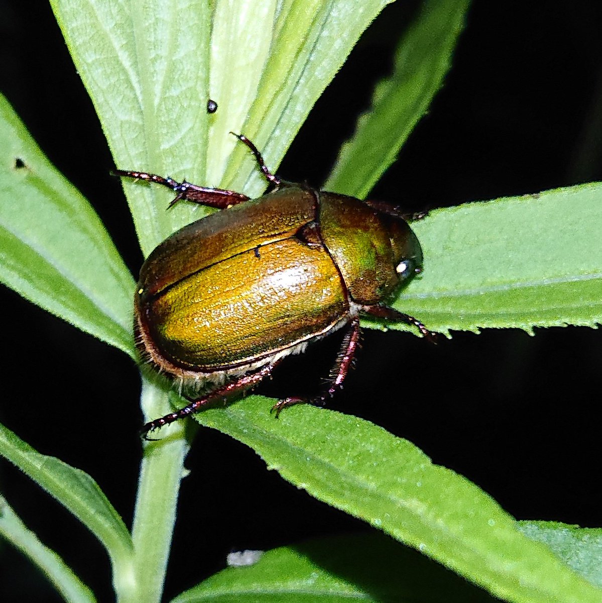 Uzivatel モロコ Na Twitteru アオドウガネ 幼虫は植物の根を 成虫は葉を食べるコガネムシの一種 幼虫は根切虫とも呼ばれる 成虫の体は金属光沢のある青緑色をしている 農作物を含めた様々な植物を食べるため害虫とされている 昆虫 甲虫 コガネムシ科