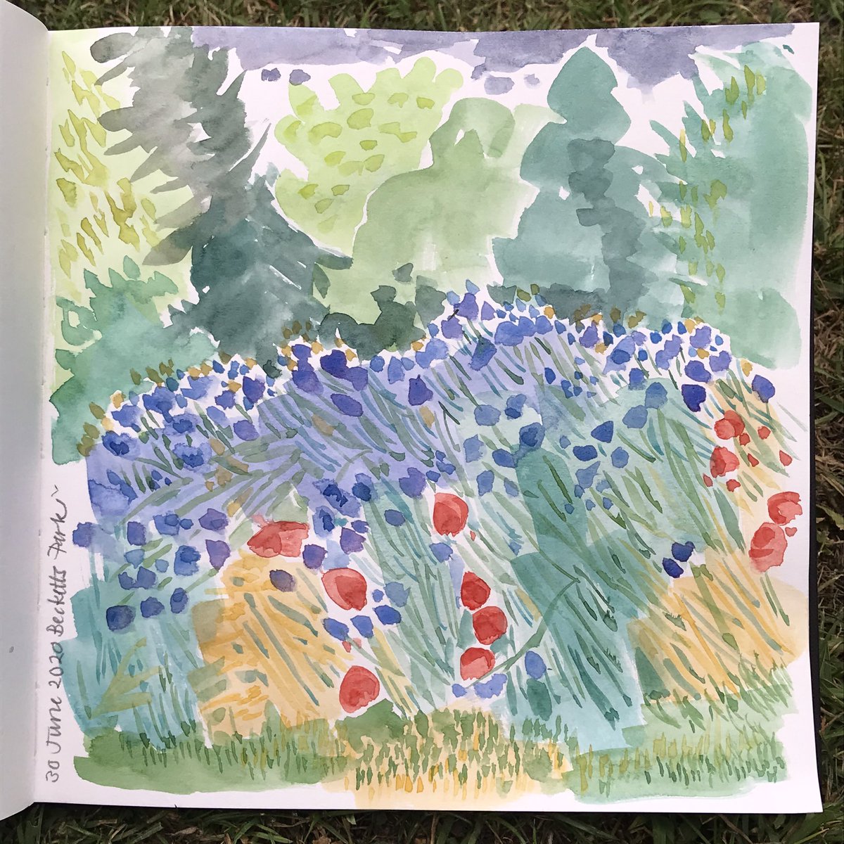 #drawing 2874 field of cornflowers at @becketsbuddies #beckettspark #northampton #thedailysketch #urbansketchers @urbansketchers @USKNorthampton