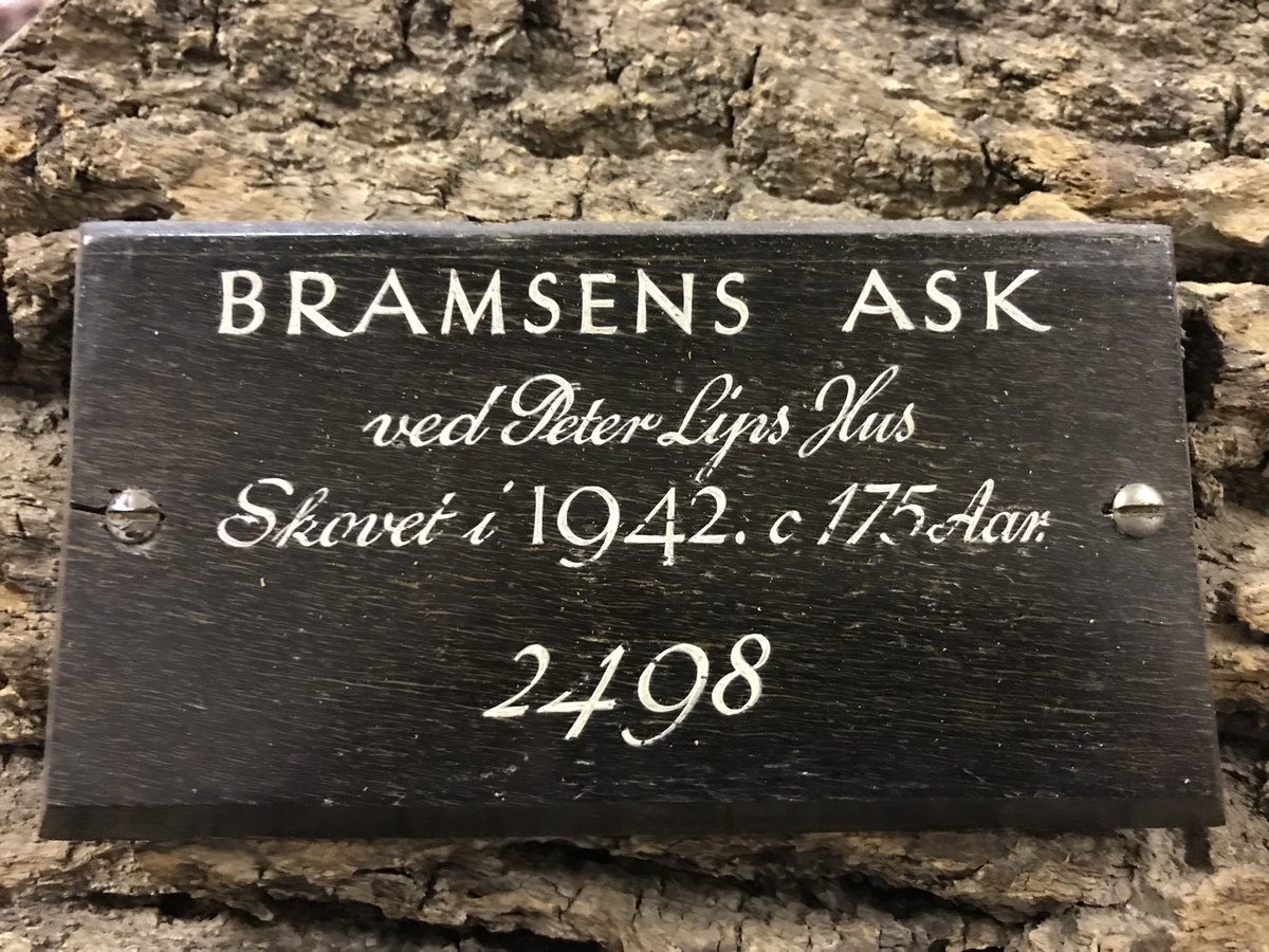 Ash, Det Grønne Museum #MuseumsUnlocked #trees #plants