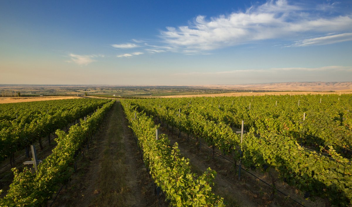 The Court of Master Sommeliers-Americas tweet media