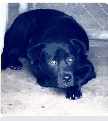 chortletown's tweet photo. MERLIN is now waiting in the EU KENNELS
He is struggling to cope & has a rescue willing to save him, really needs an experienced #foster. He's so scared, low growls whenever anyone approaches. Please RT, #pledge #foster #adopt to help him live.
#NeucesCty #TX #Kennel27 https://t.co/bD8kfgToH4