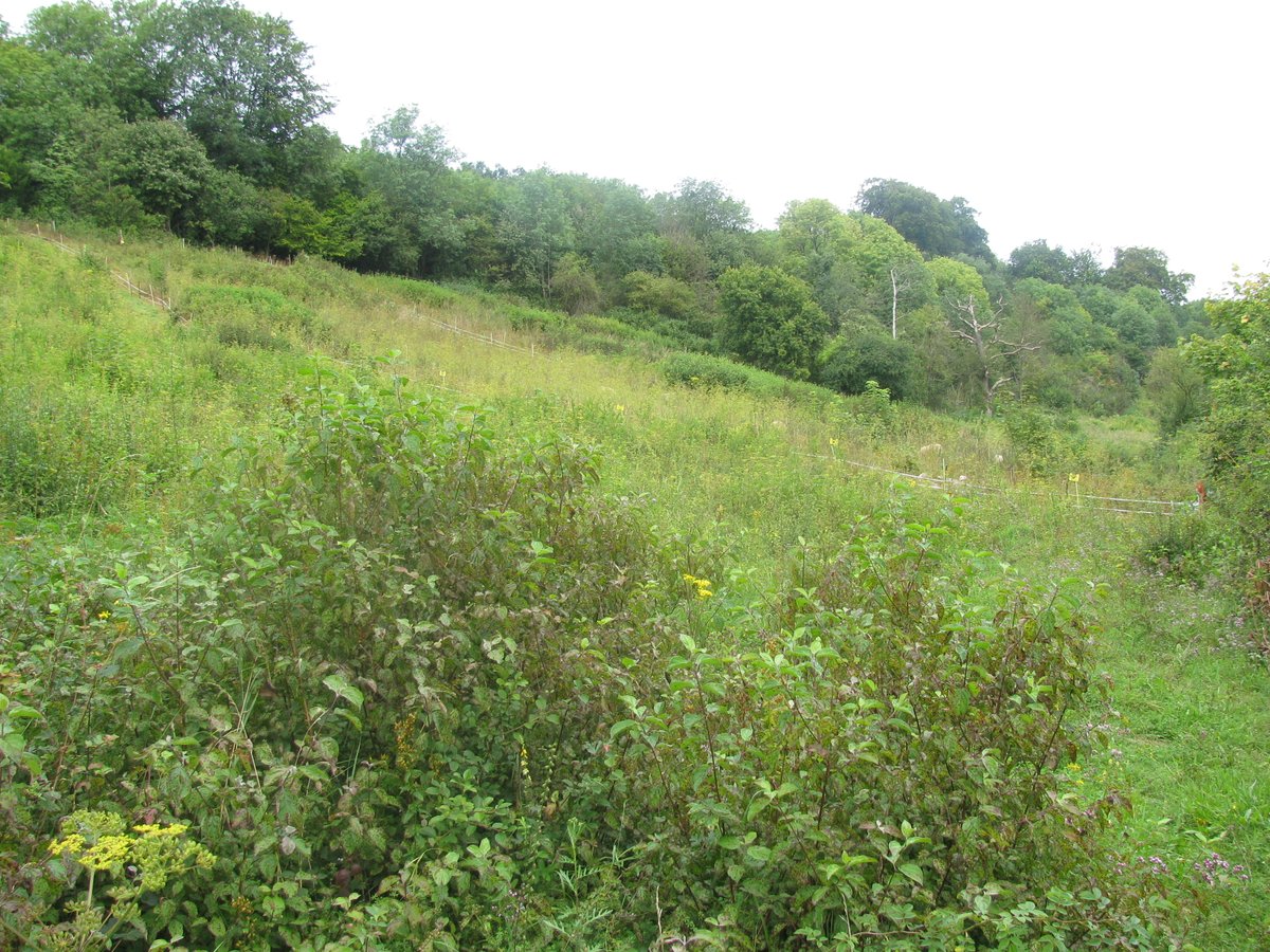 1/3 In 2012 the sheep paddock on Chipstead Downs was a largely scrubbed up site, patches of chalk grassland (CG) had to be hunted out. The sward was dominated by competitive parsnip and false brome (The site was briefly grazed that summer for a project to see what the sheep did)