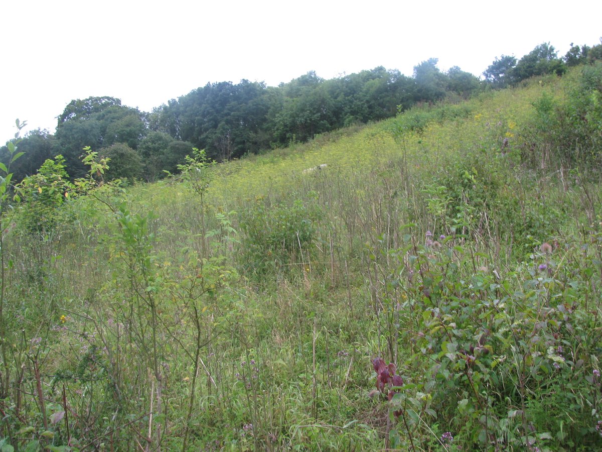 1/3 In 2012 the sheep paddock on Chipstead Downs was a largely scrubbed up site, patches of chalk grassland (CG) had to be hunted out. The sward was dominated by competitive parsnip and false brome (The site was briefly grazed that summer for a project to see what the sheep did)