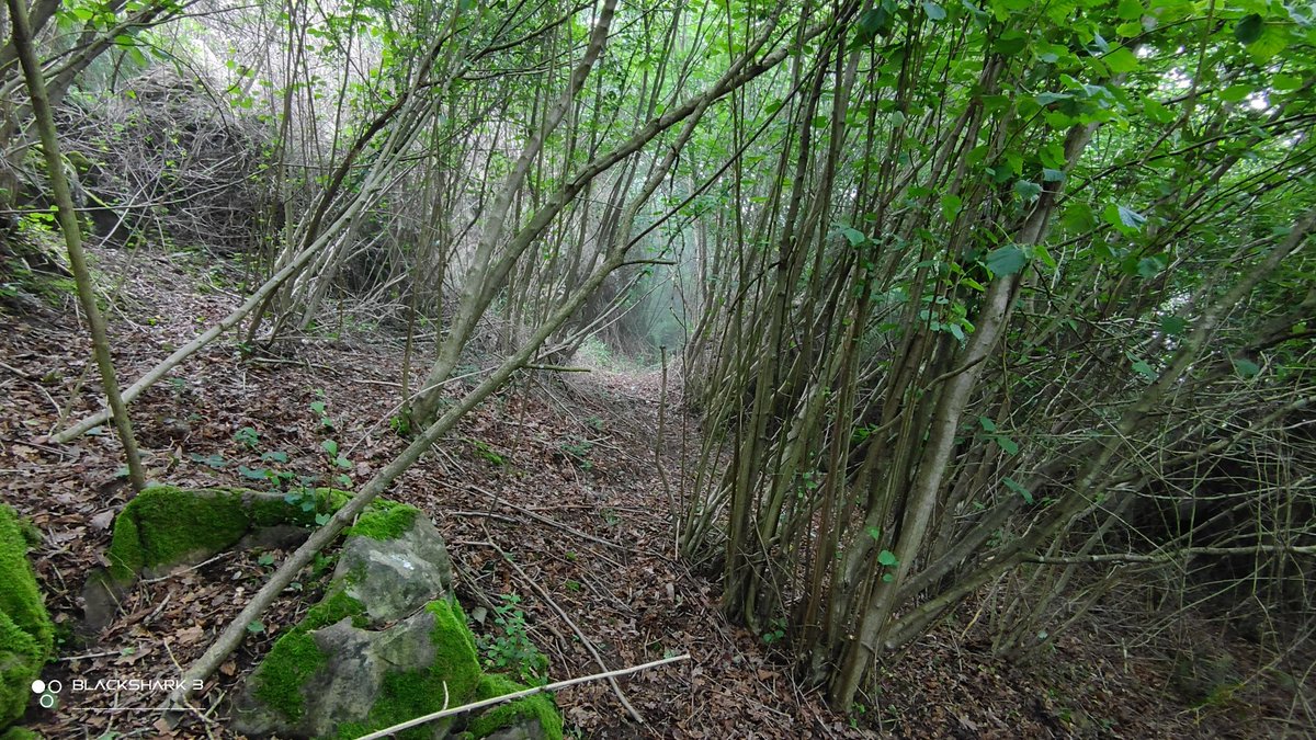 hellforo's tweet photo. Fin de semana tranquilo por el monte con niebla, orbayu y sin gente🍀🌱
#mountain #forest #niebla #foggy #roble #oak #avellano #hazel #aliso #alder #fern #bramble #mudpath #evergreenlands #summer #nature #shot #nofilter #shotonmyblackshark3 https://t.co/27Dwkf7g8J