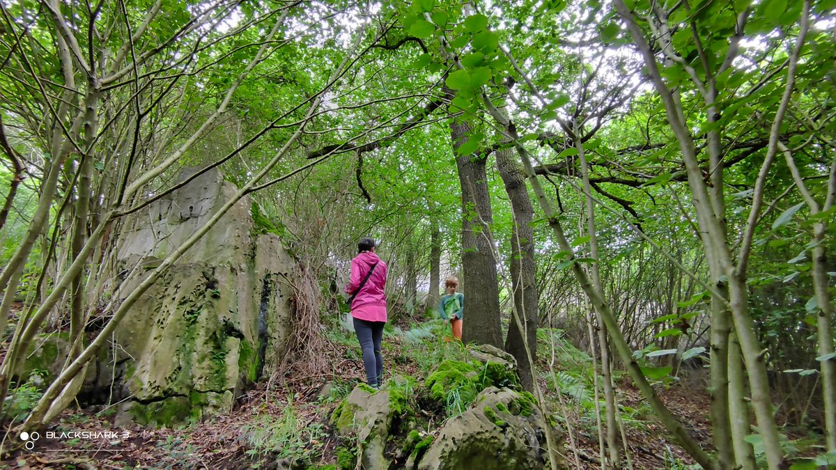 hellforo's tweet photo. Fin de semana tranquilo por el monte con niebla, orbayu y sin gente🍀🌱
#mountain #forest #niebla #foggy #roble #oak #avellano #hazel #aliso #alder #fern #bramble #mudpath #evergreenlands #summer #nature #shot #nofilter #shotonmyblackshark3 https://t.co/27Dwkf7g8J