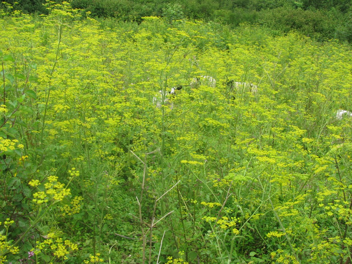 1/3 In 2012 the sheep paddock on Chipstead Downs was a largely scrubbed up site, patches of chalk grassland (CG) had to be hunted out. The sward was dominated by competitive parsnip and false brome (The site was briefly grazed that summer for a project to see what the sheep did)