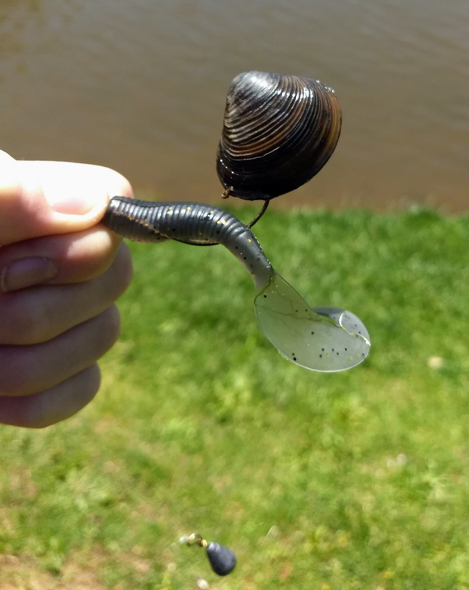 PaulCalvisi's tweet photo. In other fishing news, we've yet to actually, uh, catch a fish but we did recently hook a clam in Payson... #FishAZ https://t.co/7jZqReh7Kg