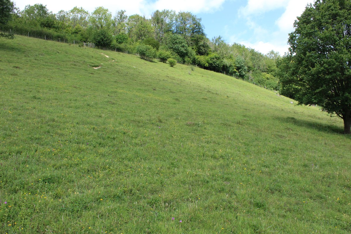 3/3 By 2019-2020 the sheep have turbo charged the restoration of a diverse and flower rich CG slope. Scrub is now manageable. Reduced rank species and a site buzzing with invertebrates. It's the long term not short. Sheep created CG...It is wonderful. Nature is tough.