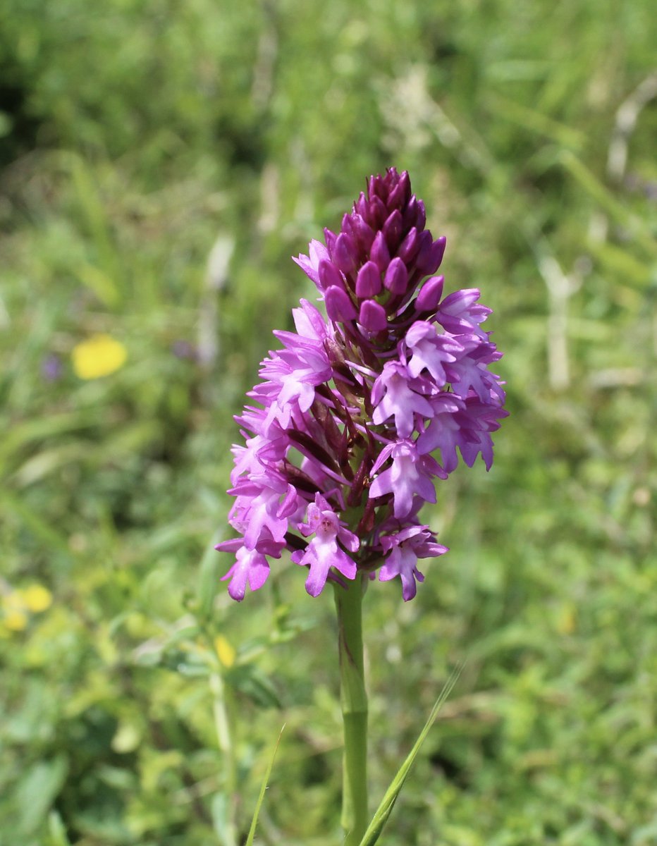 3/3 By 2019-2020 the sheep have turbo charged the restoration of a diverse and flower rich CG slope. Scrub is now manageable. Reduced rank species and a site buzzing with invertebrates. It's the long term not short. Sheep created CG...It is wonderful. Nature is tough.