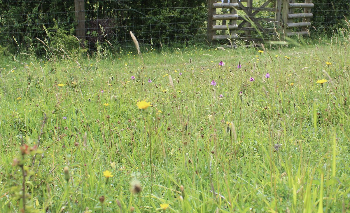 3/3 By 2019-2020 the sheep have turbo charged the restoration of a diverse and flower rich CG slope. Scrub is now manageable. Reduced rank species and a site buzzing with invertebrates. It's the long term not short. Sheep created CG...It is wonderful. Nature is tough.