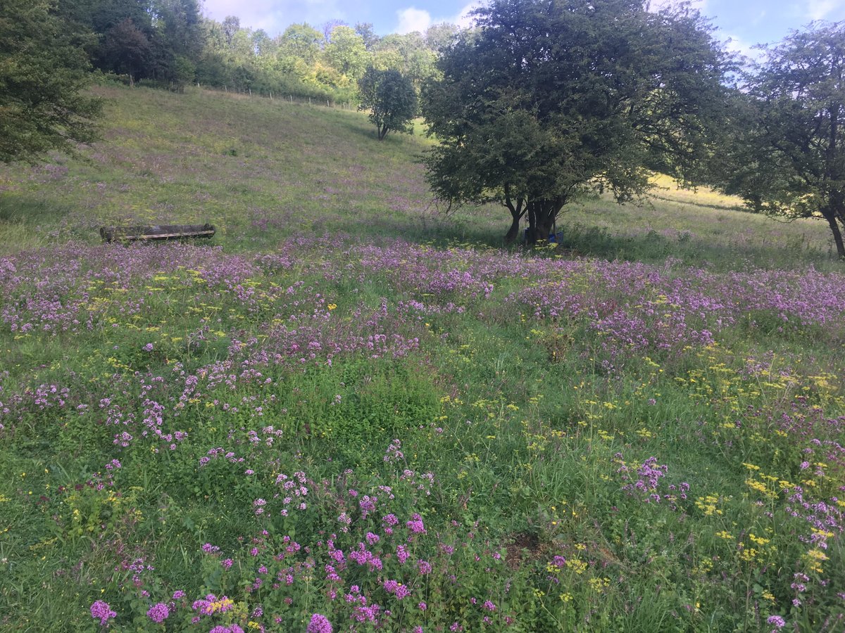 3/3 By 2019-2020 the sheep have turbo charged the restoration of a diverse and flower rich CG slope. Scrub is now manageable. Reduced rank species and a site buzzing with invertebrates. It's the long term not short. Sheep created CG...It is wonderful. Nature is tough.