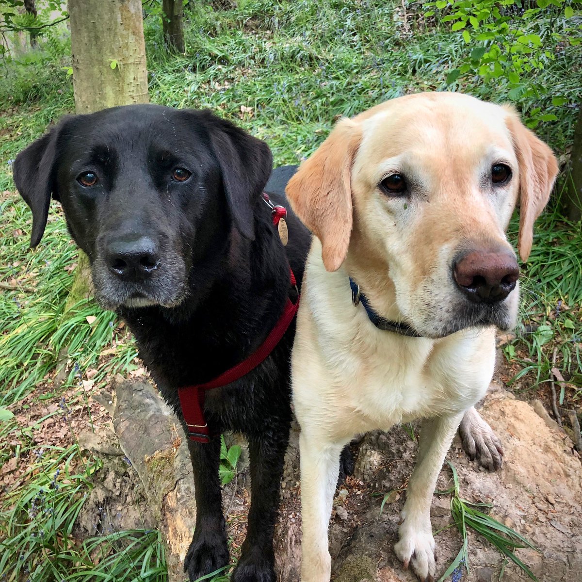 Waggatails's tweet photo. @MrAndrewCotter “... the mind of a wolf and the body of a care bear”. Genius, pure genius. Benji and Phoebe salute you! 👏🏻👏🏻👏🏻 https://t.co/xV3SLVEAv5