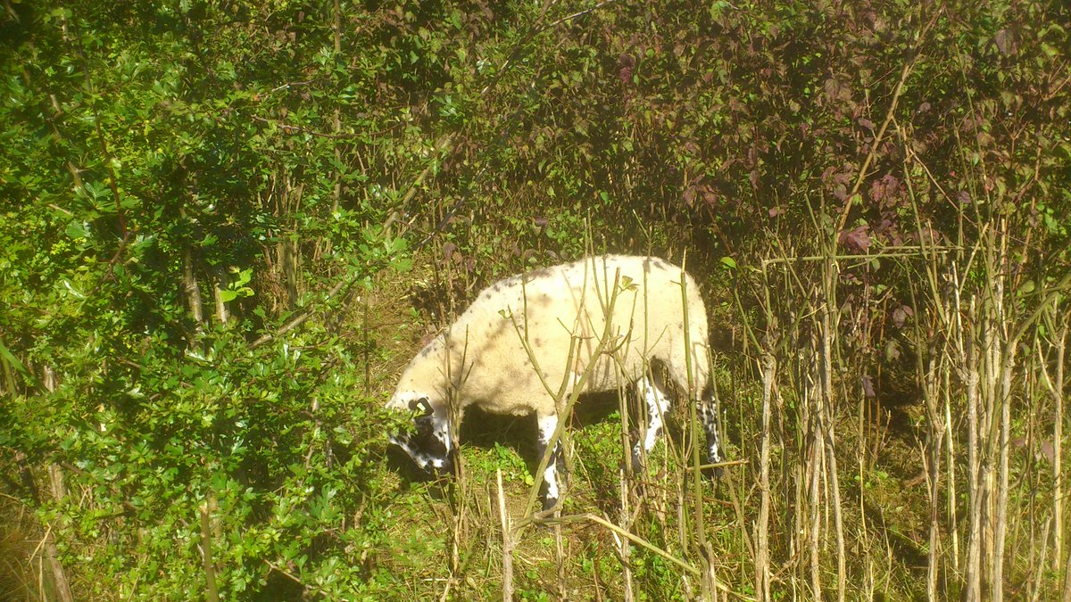 1/3 In 2012 the sheep paddock on Chipstead Downs was a largely scrubbed up site, patches of chalk grassland (CG) had to be hunted out. The sward was dominated by competitive parsnip and false brome (The site was briefly grazed that summer for a project to see what the sheep did)
