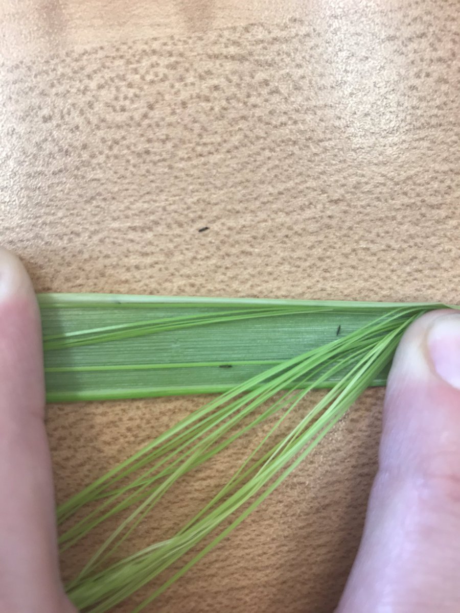 Any agronomists have experience with this? Having trouble getting a good picture as they are so small-are these barley thrips? If so-have you recommended a producer spray? Every plant has about 20-do they do any economic damage? #agbugchat