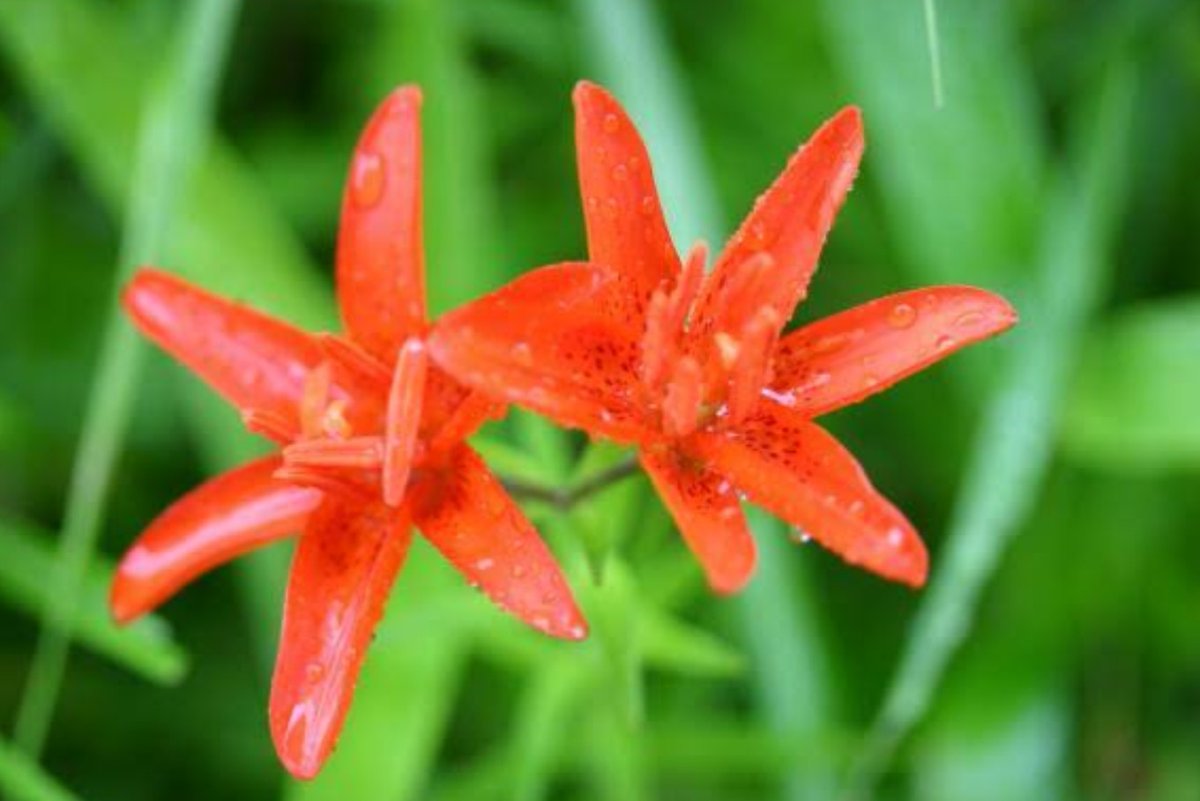 じん 今日のピックアップ ヒメユリ 花名の由来 和名の 姫百合 ヒメユリ は 他のユリに比べてやや小ぶりで可憐な花 姿に由来するといわれます 英語では Morning Star Lily モーニングスターリリー と呼ばれます 花好きな人と繋がりたい