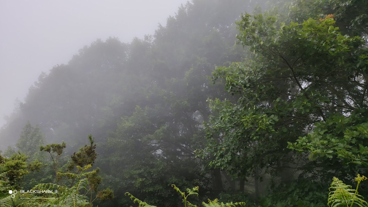 hellforo's tweet photo. #mountain #forest #niebla #foggy #roble #oak #fern #bramble #mudpath #evergreenlands #summer #nature #shot #nofilter #shotonmyblackshark3 https://t.co/o2uPiyq4nh