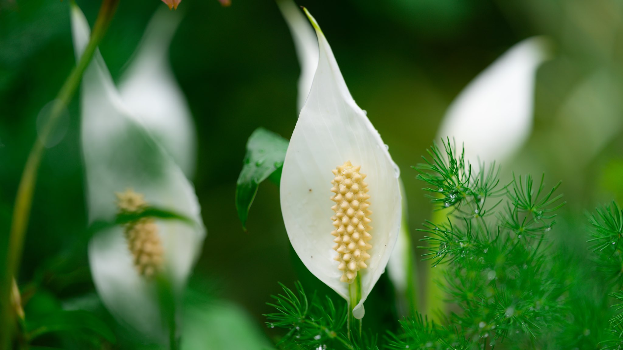 Takao ササウチワ 笹うちわ ササウチワが咲いていました 南米原産 里芋の仲間です 白い花弁のような部分は苞 葉っぱ で 真ん中のとうもろこしみたいな部分が花です 花言葉は 爽快 T Co Hikxv8f2u1 Twitter