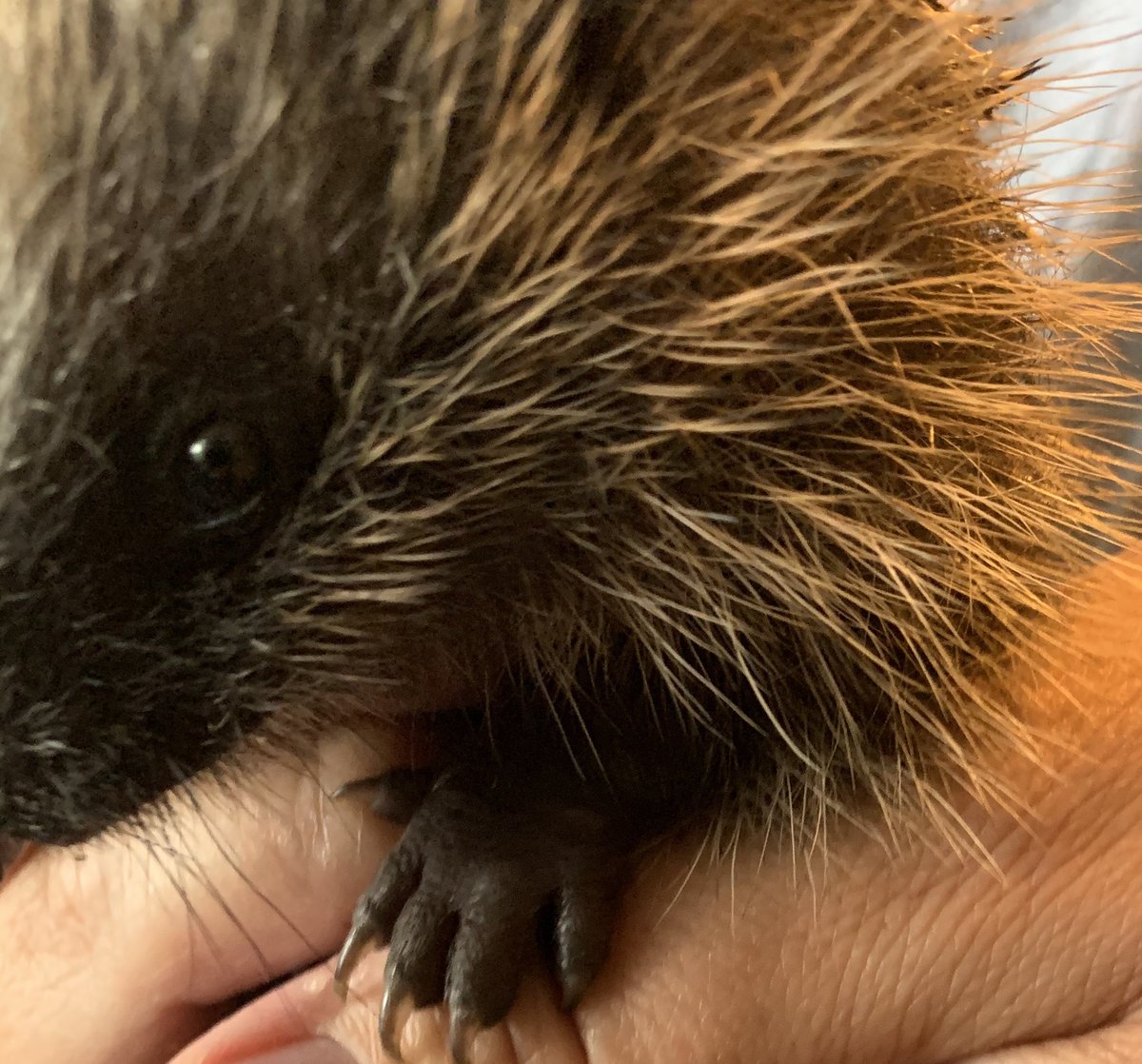 rachel_ryston's tweet photo. This time last year I’d had 23 hogs thru my door. This year so far it’s 82! #hedgehog #savebritishhedgehogs #hedgehogrescue #helpmehelpmore https://t.co/LVI2nJC4wO