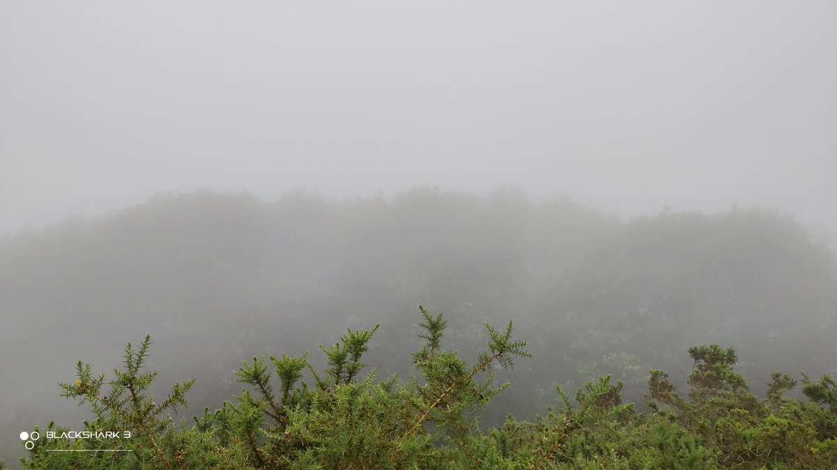 hellforo's tweet photo. #mountain #forest #niebla #foggy #roble #oak #cotoya #ulex #fern #bramble #mudpath #evergreenlands #summer #nature #shot #nofilter #shotonmyblackshark3 https://t.co/X9sUjQk2is