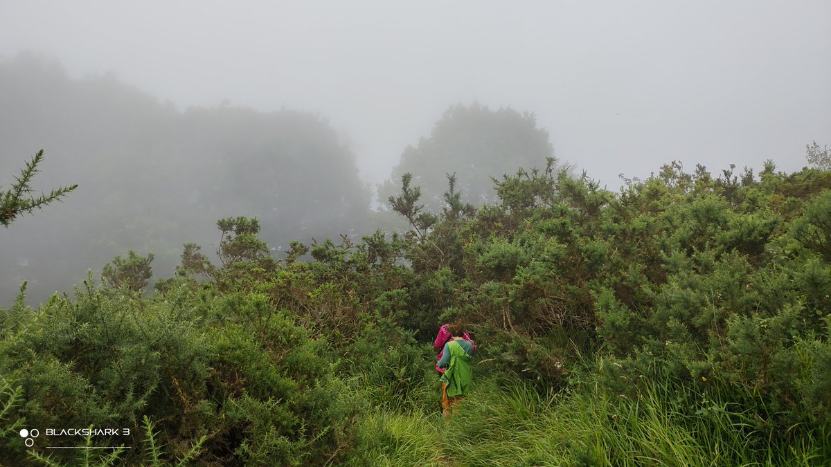 hellforo's tweet photo. #mountain #forest #niebla #foggy #roble #oak #cotoya #ulex #fern #bramble #mudpath #evergreenlands #summer #nature #shot #nofilter #shotonmyblackshark3 https://t.co/X9sUjQk2is