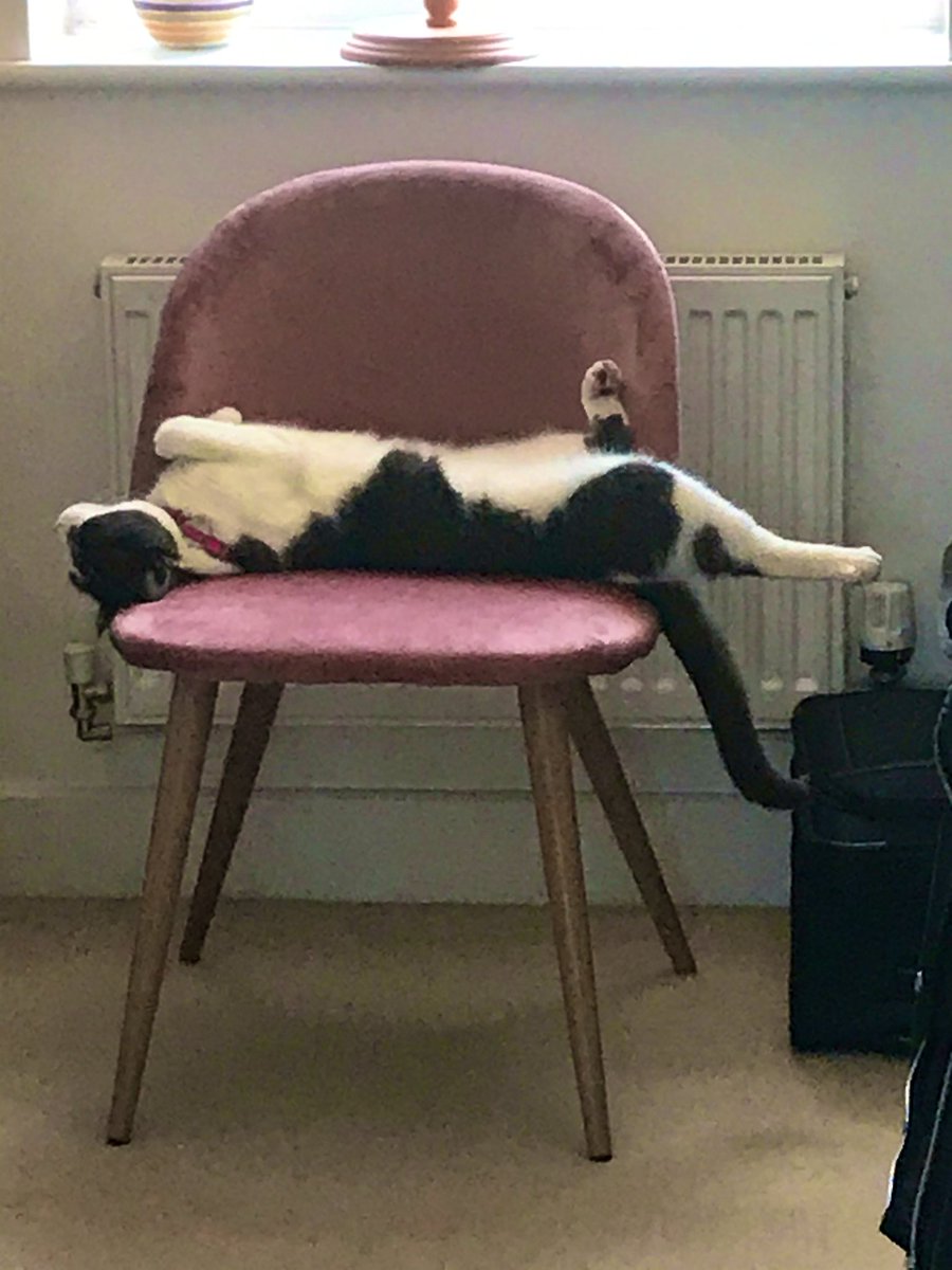 paulaasowa's tweet photo. She loooves to sleep #CatsOfTwitter #reggie https://t.co/ksVSS6NWTp