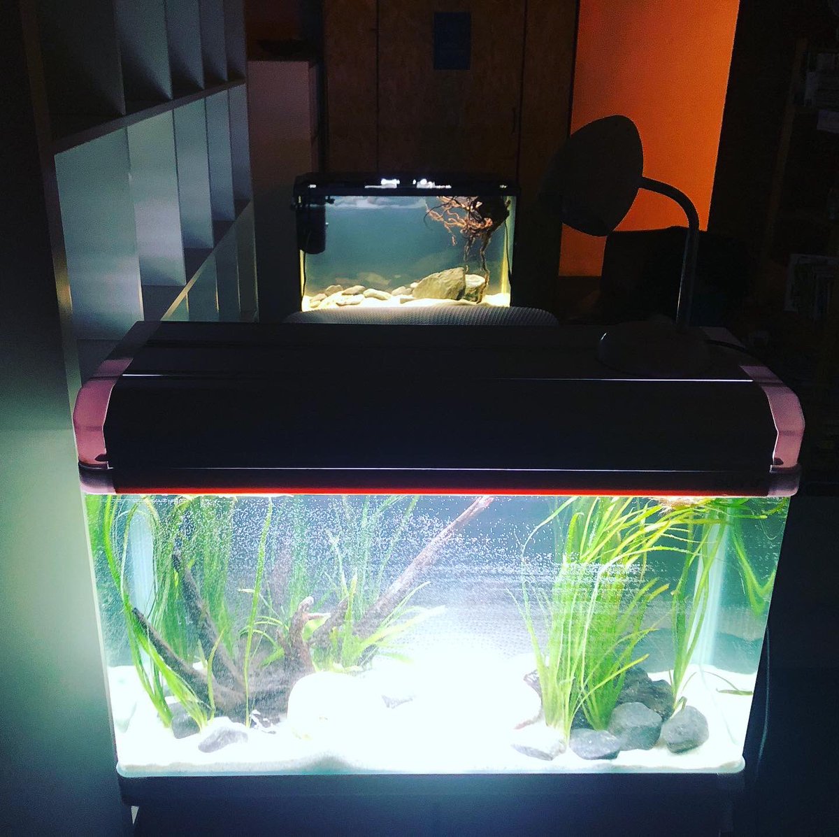 curious_local's tweet photo. Such a special evening here with #ScienceClubDigital. So lucky to be developing our two aquariums in such expertly careful hands. Sign up here - https://t.co/ZxMXv6XLXG https://t.co/hgv1aM0FOl
