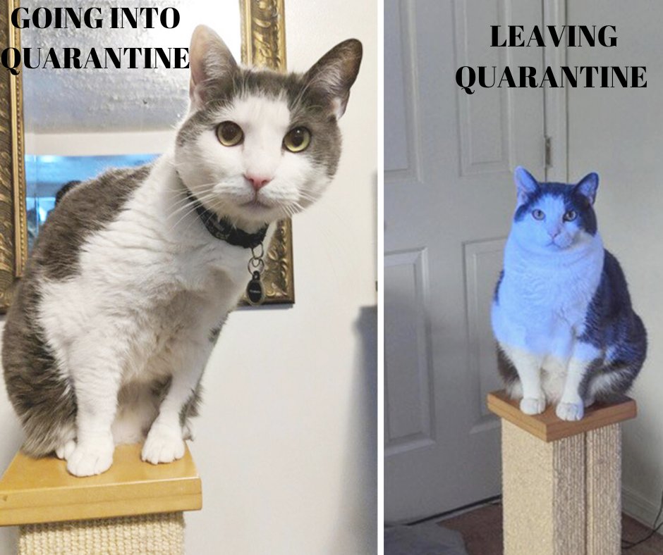 Quarantine 15 is a real thing. Please roll me out when we leave this house again.