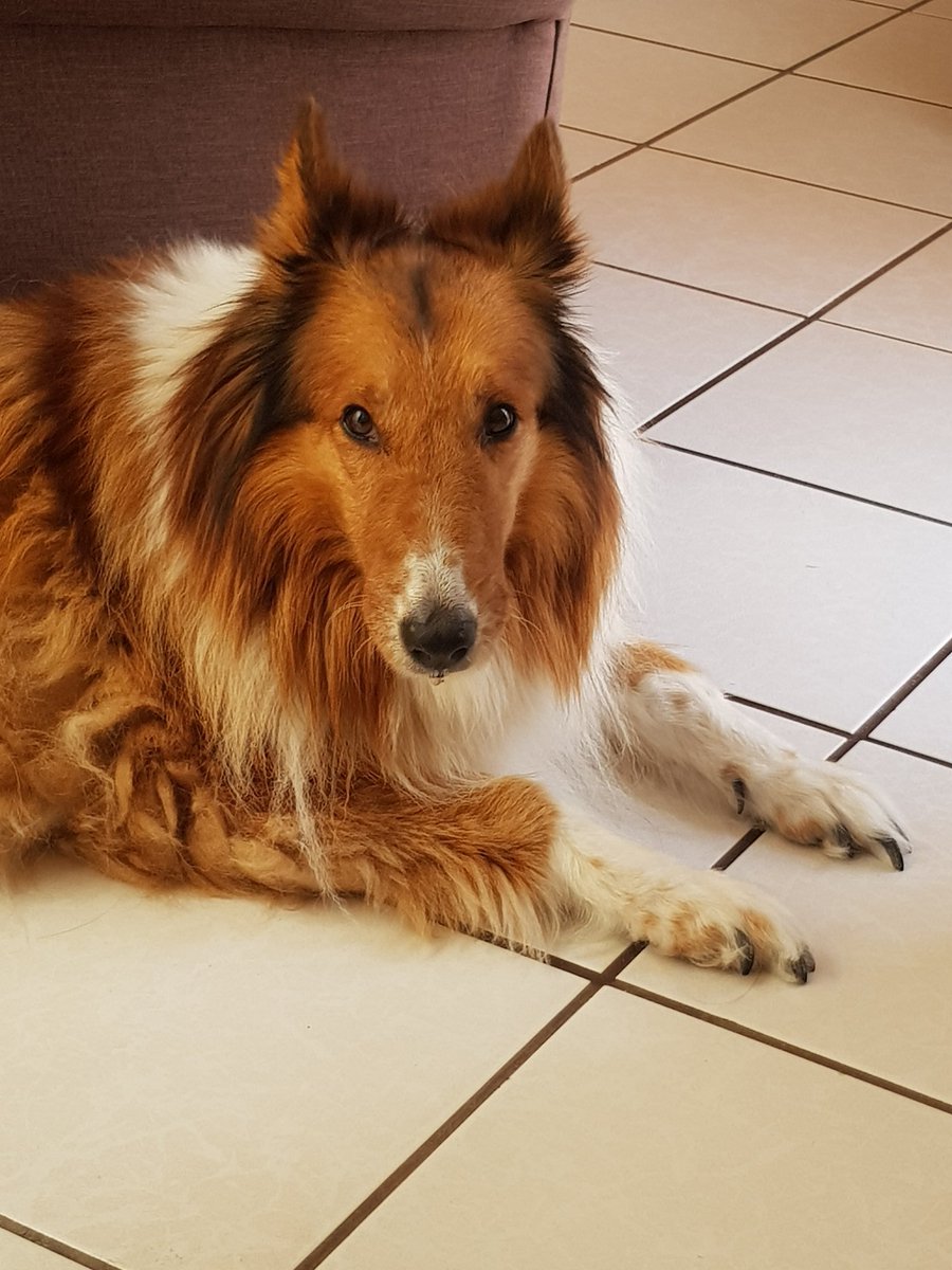 ___equisde's tweet photo. Mi bebé por siempre.🐶❤ https://t.co/wWKKLs5qOD