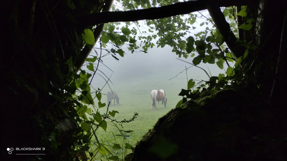 hellforo's tweet photo. #caballos #horses #mountain #forest #meadows #niebla #foggy #fern #bramble #mudpath #evergreenlands #summer #nature #shot #nofilter #shotonmyblackshark3 https://t.co/qVnvqPj1Ru