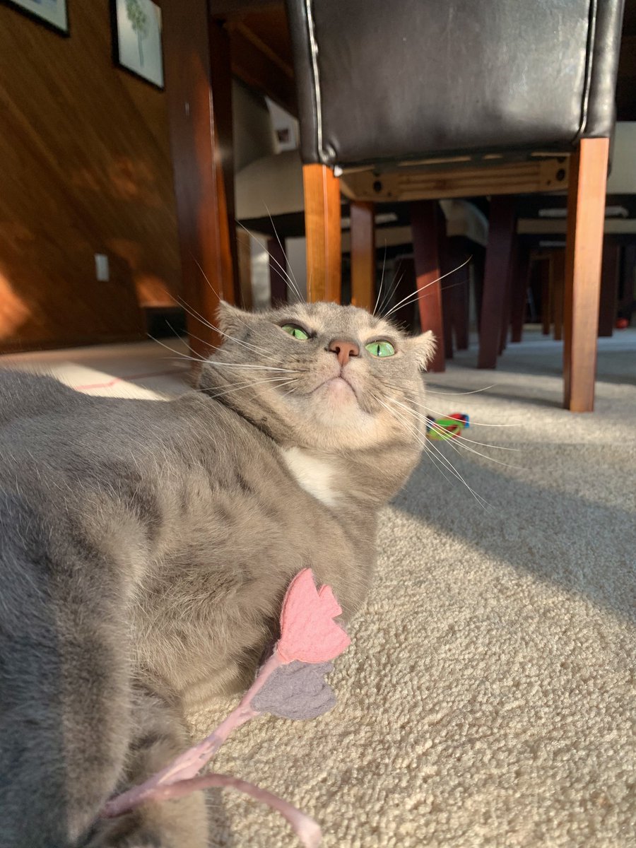 wildcatfiona's tweet photo. You’re a mean one... Mr. Grinch 😏 #cats #CatsOfTwitter #CatsOnTwitter #catsofinstagram https://t.co/LUc01aSSGi