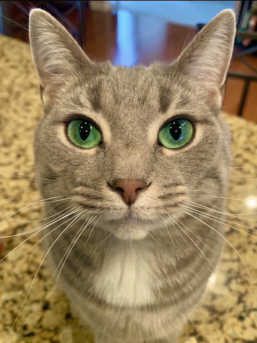 wildcatfiona's tweet photo. Reminder: I love you and you’re doing AMAZING! Keep being you 🥰🌈 #cats #CatsOfTwitter #CatsOnTwitter #catsofinstagram https://t.co/bxEiNcgBvt