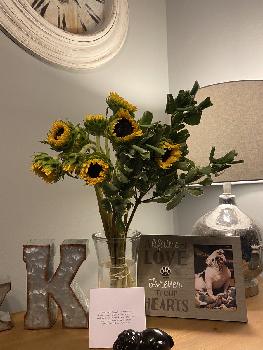 kboshell97's tweet photo. @Chewy goes above and beyond for their #ChewyFamily. This brought tears to my eyes today. Thank you so much for thinking of us during this very difficult time. 💔🐾🐶 https://t.co/zyG9Vgml9R