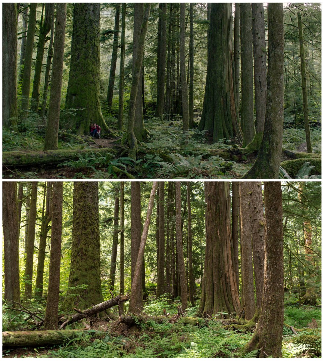 🎥Twin Peaks: The Return 
📷May2019 
🌎Olallie State Park, North Bend, Washington 
•
#TwinPeaksTheReturn #OlallieStatePark #NorthBend #Washington #CalebLandryJones #AliciaWitt #TV #FilmingLocation #TVLocation #FilmLocation #Photography #TwinPeaks #DavidLynch #MarkFrost #Showtime