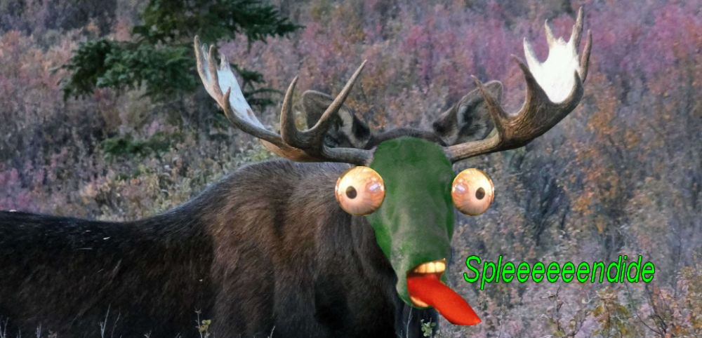MaxiMaxime's tweet photo. ELAN MASK https://t.co/zTwgjtWAW2
